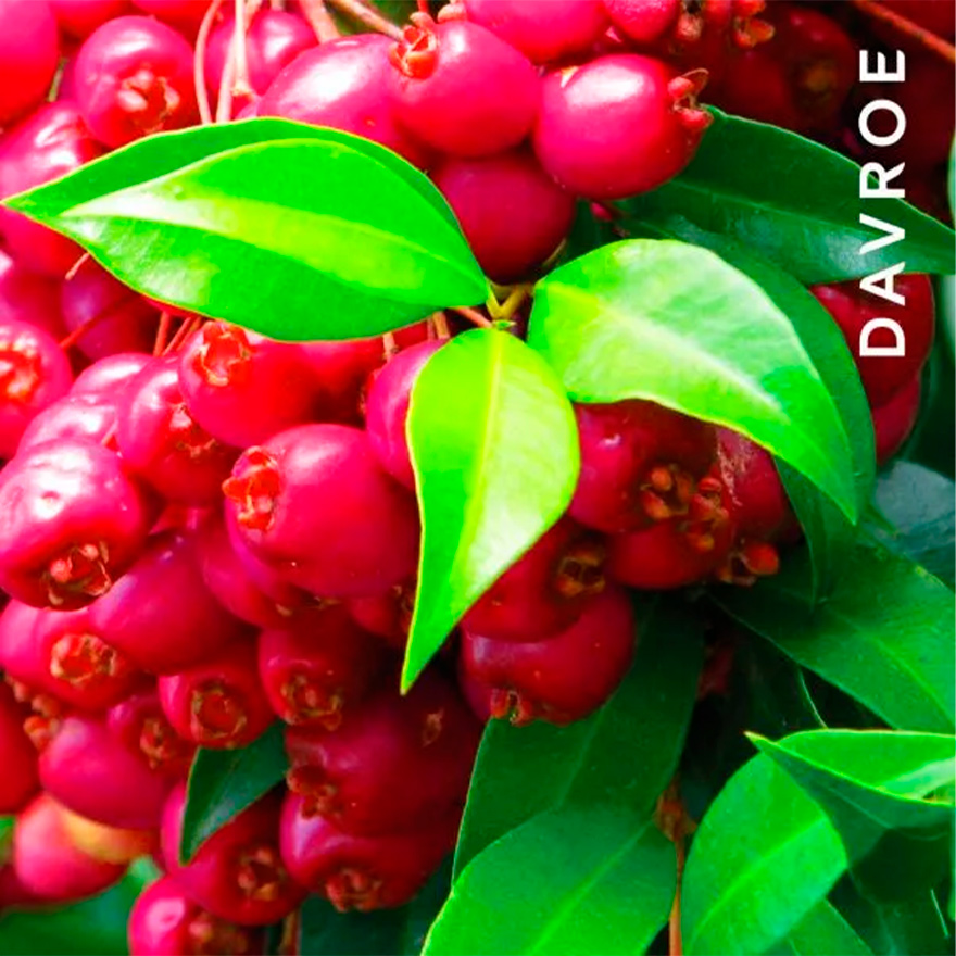 УЦЕНКА до 09.2026 DAVROE Шампунь увлажняющий для волос Moisture Hydrating Shampoo, 325 мл